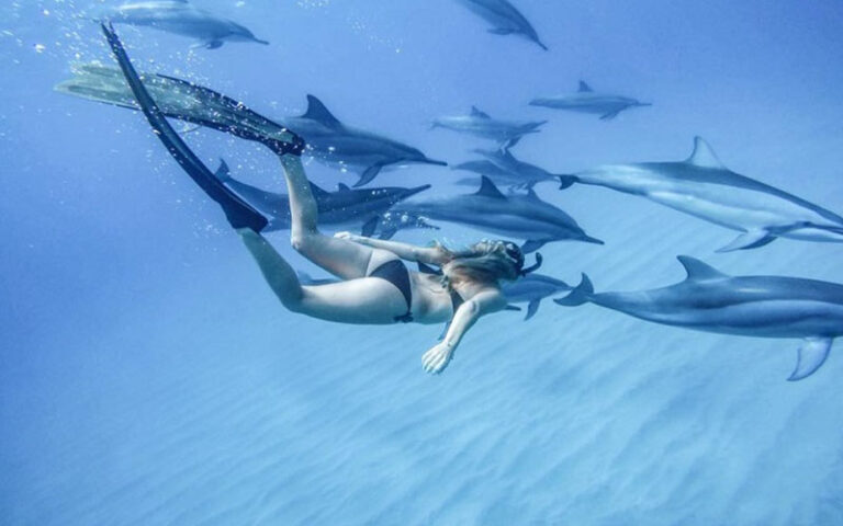 Swimming with dolphins
