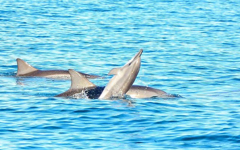 dolphin-swim3